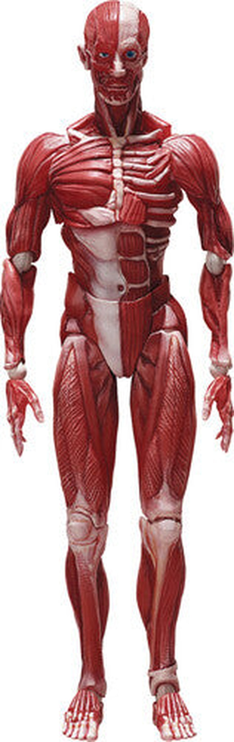 Good Smile Company - Human Anatomical Model Figma Action Figure